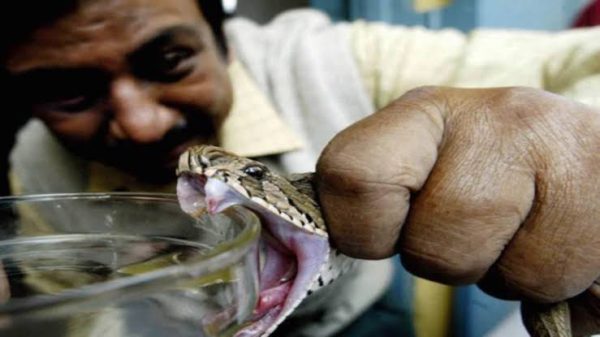 सर्प-दंश से सावधानी ही बचाव है,जानिए क्या करें और क्या न करें।